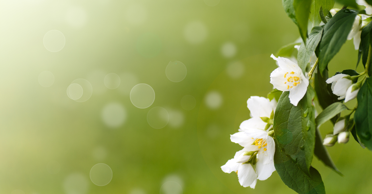 Closeup of jasmine flowers on a green bokeh background